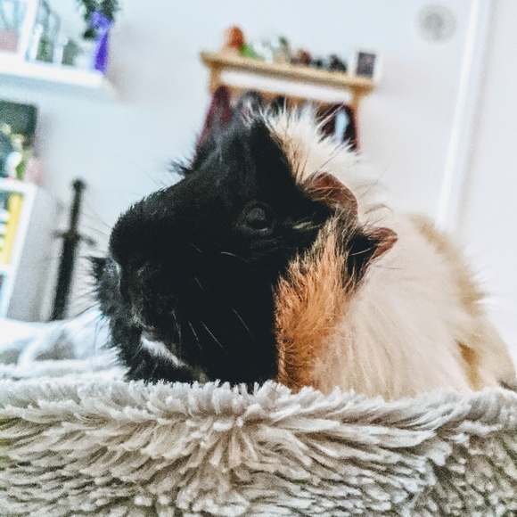 Meet your Posher, Sophie - Picture 1 of 1